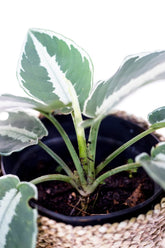 Schismatoglottis sp. type 2